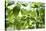 Basil Leaves-Victor De Schwanberg-Premier Image Canvas