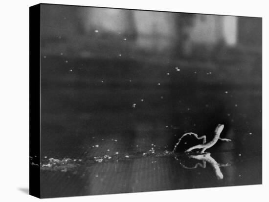Basilisk Lizard of Mexico "Running" on the Water-Ralph Morse-Premier Image Canvas