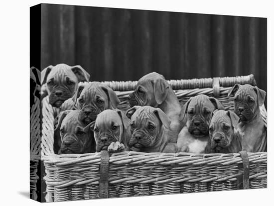 Basket-Full of Boxer Puppies with Their Adorable Wrinkled Heads-Thomas Fall-Premier Image Canvas