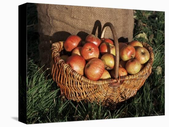 Basket of Cider Apples, Pays d'Auge, Normandie (Normandy), France-Guy Thouvenin-Premier Image Canvas