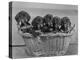 Basket of Puppies-Thomas Fall-Premier Image Canvas