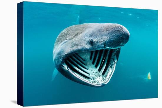 Basking shark feeding on plankton, Inner Hebrides, Scotland-Alex Mustard-Premier Image Canvas