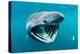 Basking shark feeding on plankton, Inner Hebrides, Scotland-Alex Mustard-Premier Image Canvas