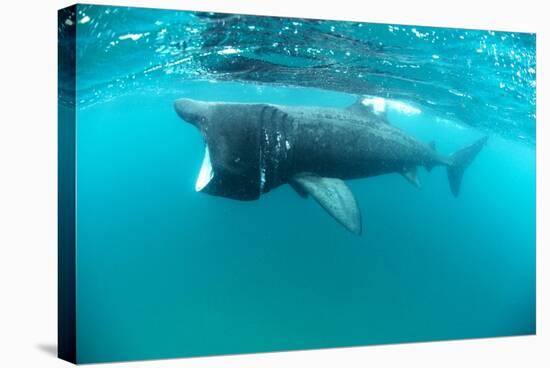 Basking Sharks-Louise Murray-Premier Image Canvas