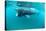 Basking Sharks-Louise Murray-Premier Image Canvas