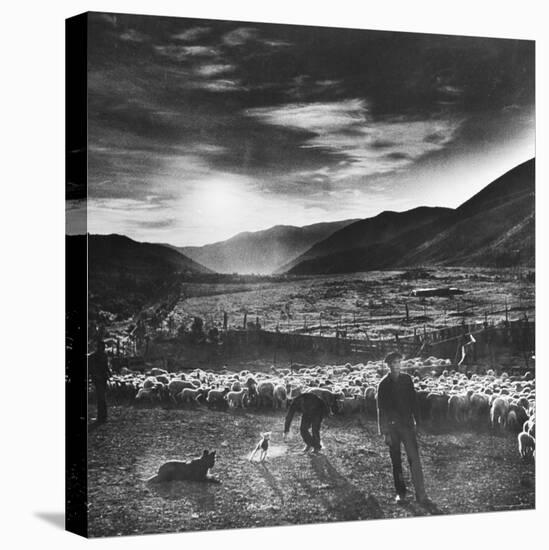 Basque Shepherd, Recent Immigrant from Macaye, France-Carl Mydans-Premier Image Canvas