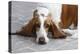 Basset Hound 03-Bob Langrish-Premier Image Canvas