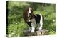 Basset Hound 30-Bob Langrish-Premier Image Canvas