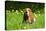 Basset Hound in Spring Grasses-Zandria Muench Beraldo-Premier Image Canvas