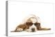 Basset Hound in Studio Wearing Sunglasses-null-Premier Image Canvas