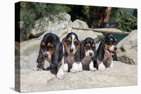 Basset Hound Puppies on Some Rocks-Zandria Muench Beraldo-Premier Image Canvas