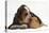 Basset Hound Puppy, Betty, 9 Weeks, with Ear over a Red Guinea Pig-Mark Taylor-Premier Image Canvas