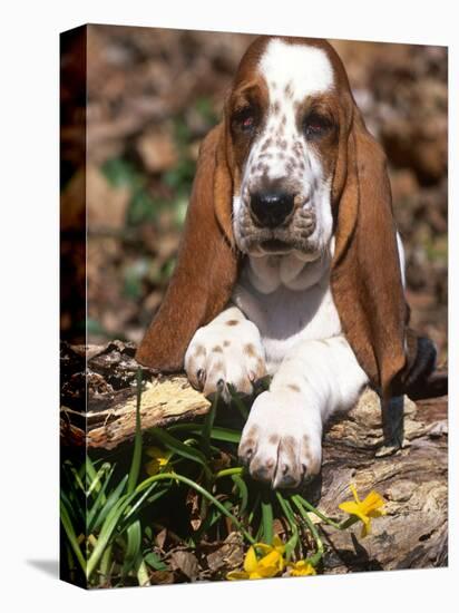 Basset Hound Puppy, USA-Lynn M. Stone-Premier Image Canvas