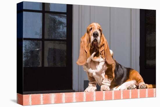 Basset Hound Sitting One Red Brick Patio-Zandria Muench Beraldo-Premier Image Canvas