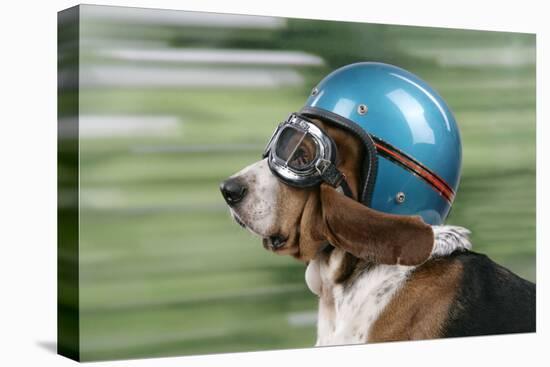 Basset Hound Wearing Goggles and Helmet-null-Premier Image Canvas