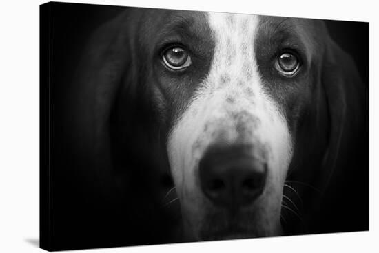 Basset Hound-Lori Hutchison-Stretched Canvas