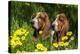 Basset Hounds in Spring Grasses-Zandria Muench Beraldo-Premier Image Canvas