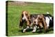 Basset Hounds Playing with a Stick-Zandria Muench Beraldo-Premier Image Canvas