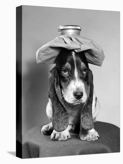 Bassett Hound Dog with Ice Pack on Head-null-Premier Image Canvas