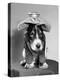 Bassett Hound Dog with Ice Pack on Head-null-Premier Image Canvas