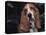 Bassett Hound Portrait, USA-Lynn M^ Stone-Premier Image Canvas