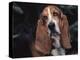 Bassett Hound Portrait, USA-Lynn M^ Stone-Premier Image Canvas