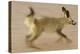 Bat-Eared Fox (Otocyon Megalotis) Running, Blurred Motion Photograph, Namib-Naukluft National Park-Solvin Zankl-Premier Image Canvas