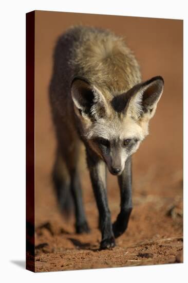 Bat-Eared Fox (Otocyon Megalotis) Walking, Namib-Naukluft National Park, Namib Desert, Namibia-Solvin Zankl-Premier Image Canvas