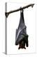 Bat, Hanging Lyle's Flying Fox Isolated on White Background, Pteropus Lylei-BOONCHUAY PROMJIAM-Premier Image Canvas