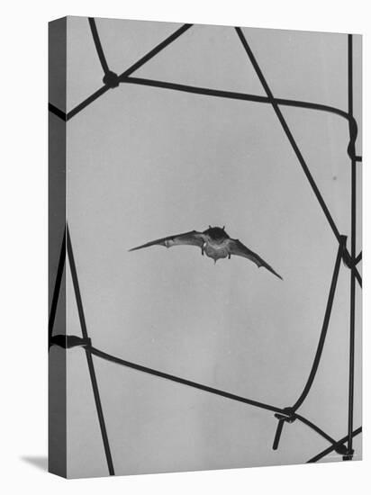 Bat in Flight-Gjon Mili-Premier Image Canvas