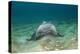 Bat Ray (Myliobatis Californica)-Reinhard Dirscherl-Premier Image Canvas