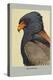 Bateleur Eagle-Louis Agassiz Fuertes-Stretched Canvas