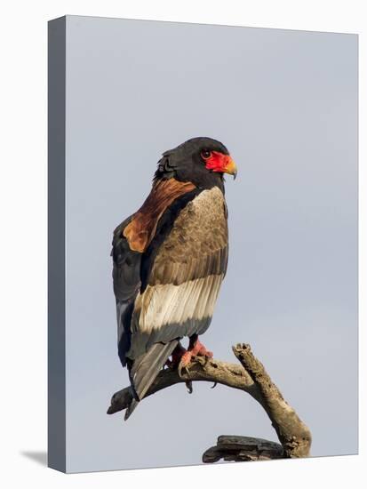 Bateleur Raptor Perched on a Branch, Ngorongoro, Tanzania-James Heupel-Premier Image Canvas