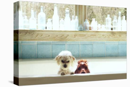 Bath Tub Buddies-Betsy Cameron-Stretched Canvas