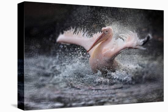 Bathing Fun-Antje Wenner-Braun-Premier Image Canvas