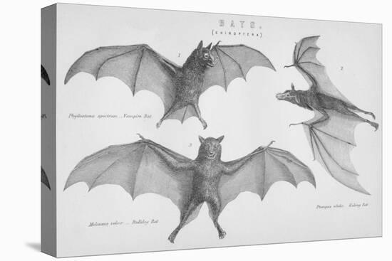 Bats. (Chiroptera), 1885-null-Premier Image Canvas