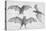 Bats. (Chiroptera), 1885-null-Premier Image Canvas