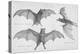 Bats. (Chiroptera), 1885-null-Premier Image Canvas