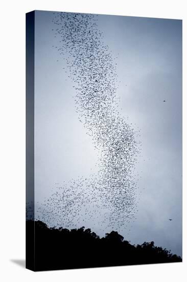 Bats Flying from Deer Cave at Dusk to Feed on Insects-Reinhard Dirscherl-Premier Image Canvas