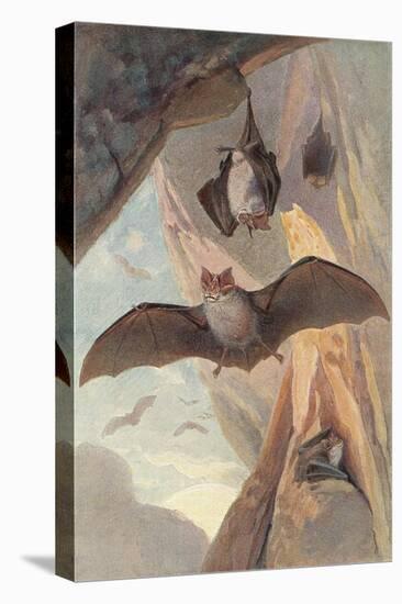 Bats in Cave-null-Stretched Canvas