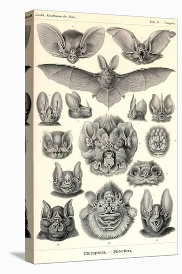 Bats-Ernst Haeckel-Stretched Canvas