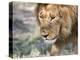 Battle-Scarred Lion Portrait, Tanzania-Charles Sleicher-Premier Image Canvas