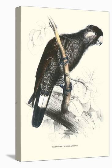 Baudine's Cockatoo - Calyptorhynchus, Funereus Baudini-Edward Lear-Stretched Canvas