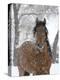 Bay Andalusian Stallion Portrait with Falling Snow, Longmont, Colorado, USA-Carol Walker-Premier Image Canvas