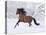 Bay Andalusian Stallion Running in the Snow, Berthoud, Colorado, USA-Carol Walker-Premier Image Canvas