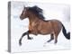 Bay Andalusian Stallion Running in the Snow, Berthoud, Colorado, USA-Carol Walker-Premier Image Canvas