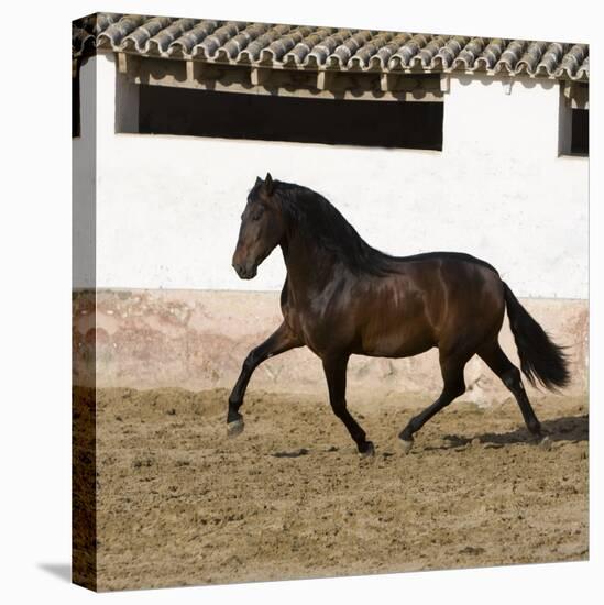 Bay Andalusian Stallion Trotting in Arena Yard, Osuna, Spain-Carol Walker-Premier Image Canvas