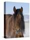 Bay Andalusian Stallion, with Hairs on Nose Frozen, Longmont, Colorado, USA-Carol Walker-Premier Image Canvas