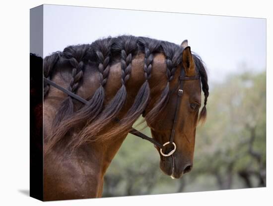 Bay Andalusian Stallion, with Plaited Mane and Bridle, Austin Texas, USA-Carol Walker-Premier Image Canvas