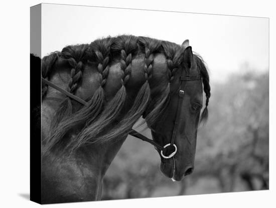 Bay Andalusian Stallion, with Plaited Mane and Bridle, Austin Texas, USA-Carol Walker-Premier Image Canvas